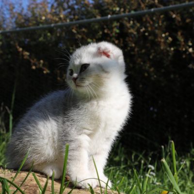 Uguette Of british Archanges