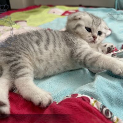 Uguette Of british Archanges