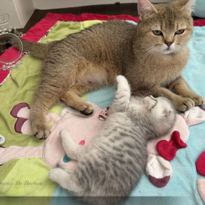 Uguette Of british Archanges