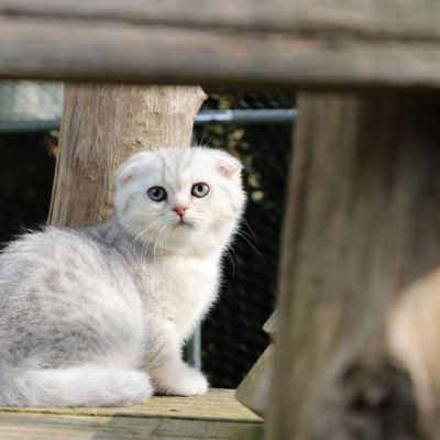 Uguette Of british Archanges