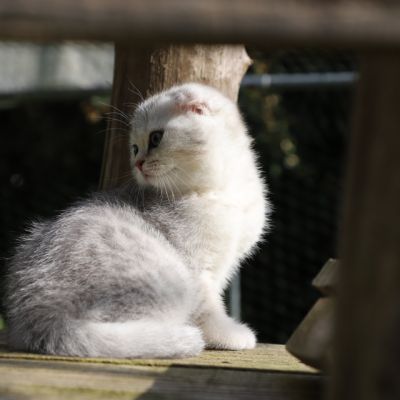 Uguette Of british Archanges