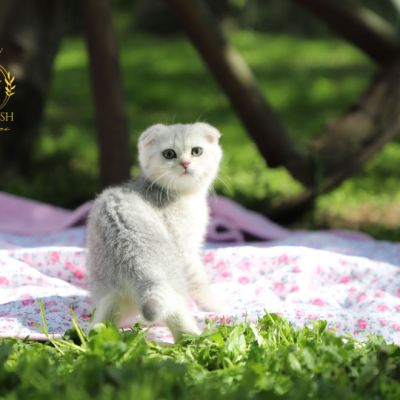 Uguette Of british Archanges