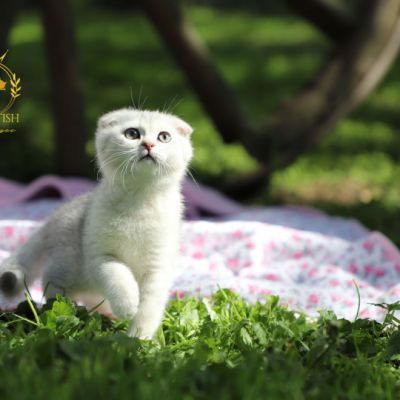 Uguette Of british Archanges