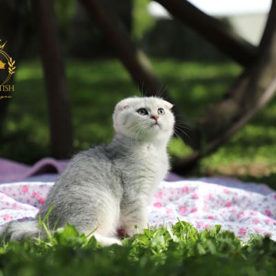 Uguette Of british Archanges