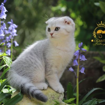 Uguette Of british Archanges