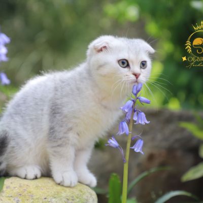 Uguette Of british Archanges