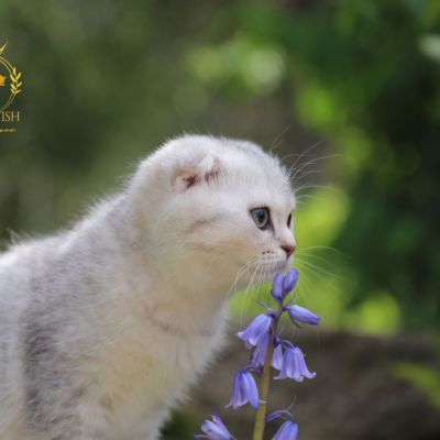 Uguette Of british Archanges