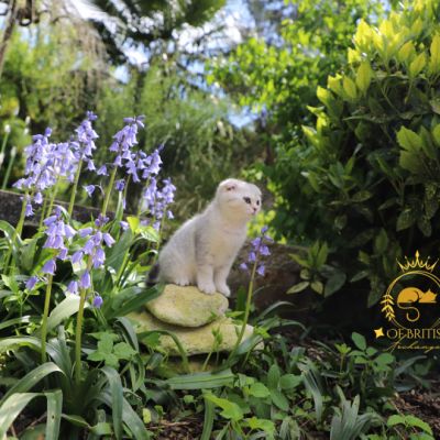 Uguette Of british Archanges