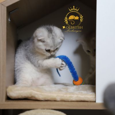 Uguette Of british Archanges