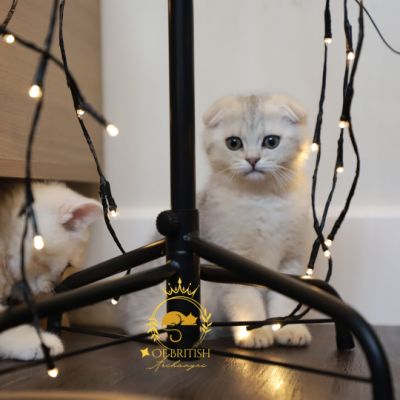 Uguette Of british Archanges