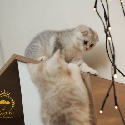 Uguette Of british Archanges