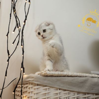 Uguette Of british Archanges