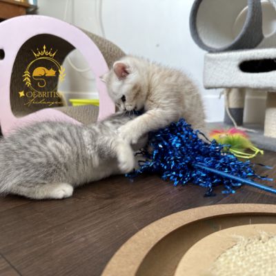 Uguette Of british Archanges