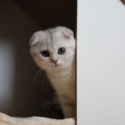 Uguette Of british Archanges