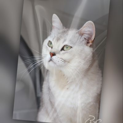 Sharly Of British Archanges