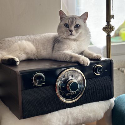 Sharly Of British Archanges