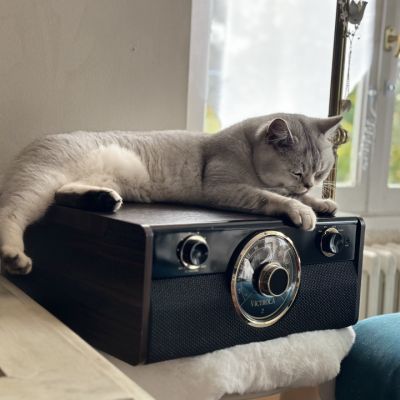 Sharly Of British Archanges