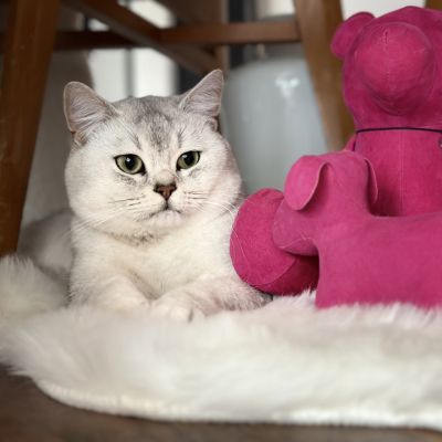 Sharly Of British Archanges