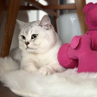 Sharly Of British Archanges