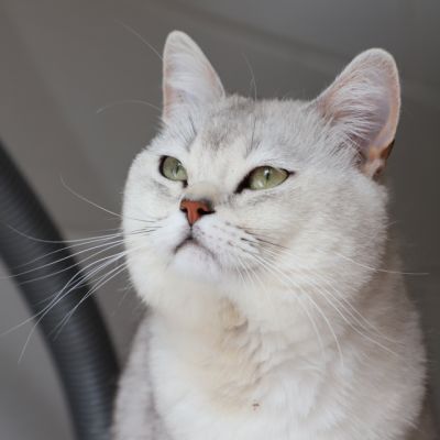 Sharly Of British Archanges