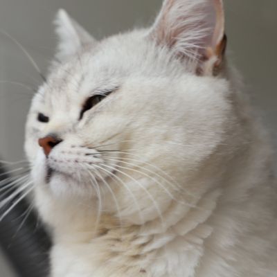 Sharly Of British Archanges