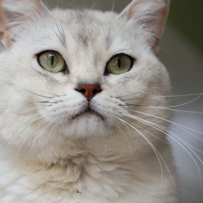 Sharly Of British Archanges