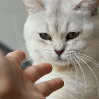 Sharly Of British Archanges