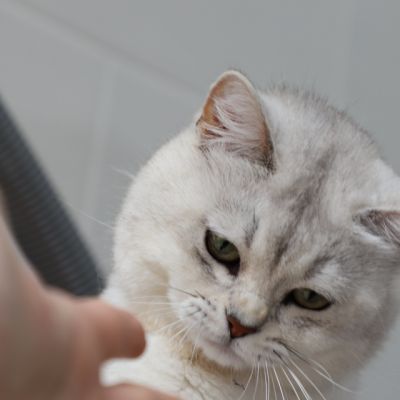 Sharly Of British Archanges