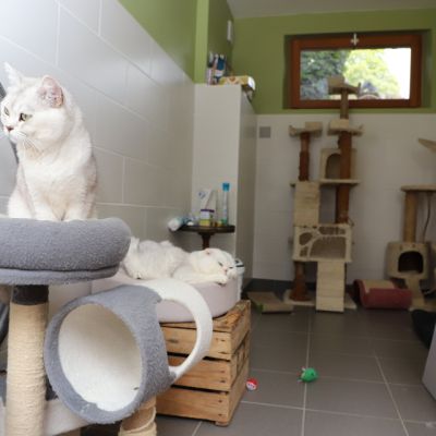 Sharly Of British Archanges