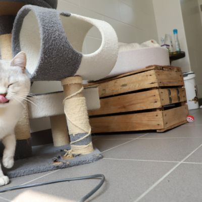 Sharly Of British Archanges