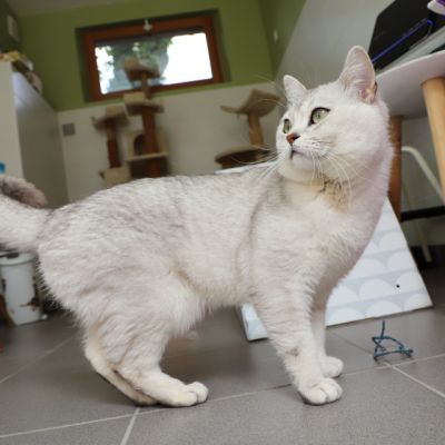 Sharly Of British Archanges