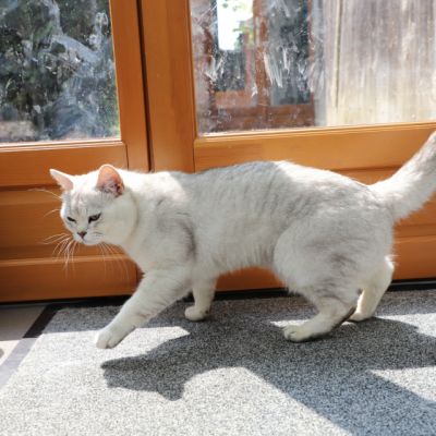 Sharly Of British Archanges