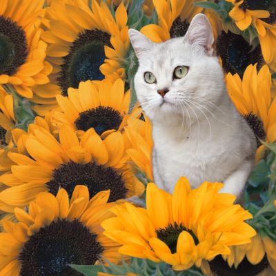 Sharly Of British Archanges