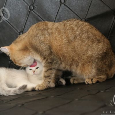 Pomme-Canelle,et Ses Chatons...