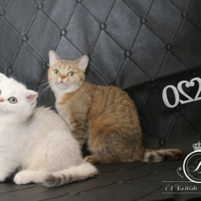 Pomme-Canelle,et Ses Chatons...