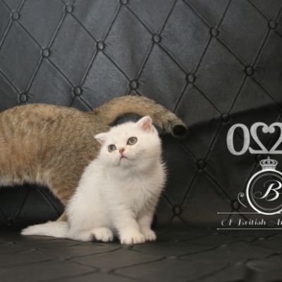 Pomme-Canelle,et Ses Chatons...