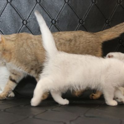 Pomme-Canelle,et Ses Chatons...