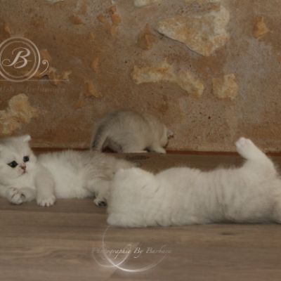 Pomme-Canelle,et Ses Chatons...