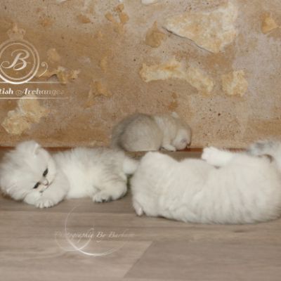 Pomme-Canelle,et Ses Chatons...