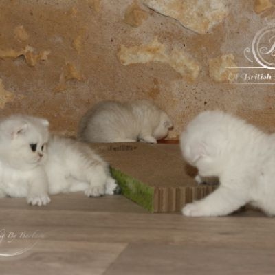 Pomme-Canelle,et Ses Chatons...