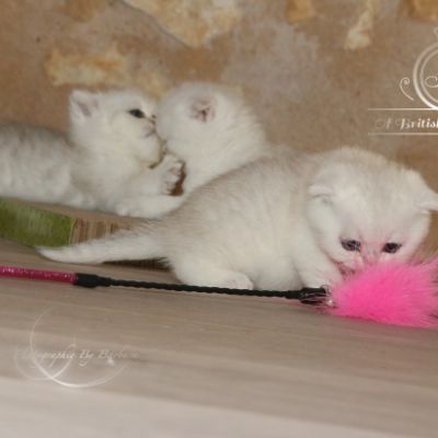 Pomme-Canelle,et Ses Chatons...