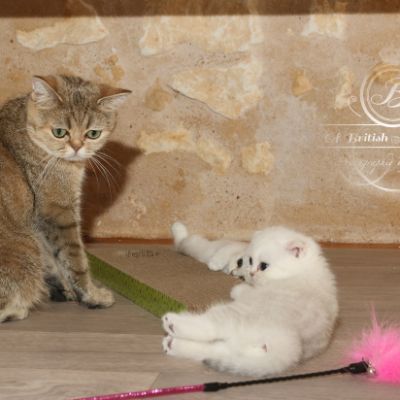 Pomme-Canelle,et Ses Chatons...