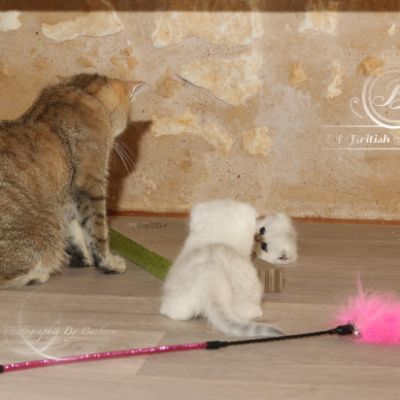 Pomme-Canelle,et Ses Chatons...