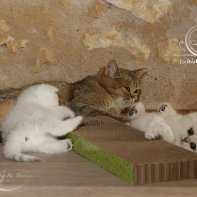 Pomme-Canelle,et Ses Chatons...