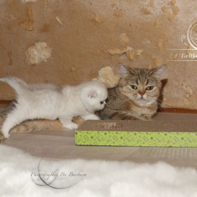 Pomme-Canelle,et Ses Chatons...