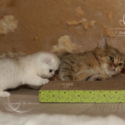 Pomme-Canelle,et Ses Chatons...