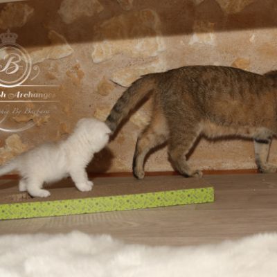 Pomme-Canelle,et Ses Chatons...