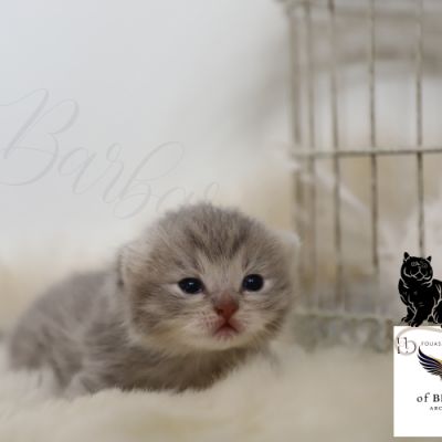 Athos Of Brtitish Archanges