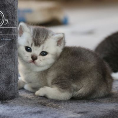 Peanut's of British Archanges