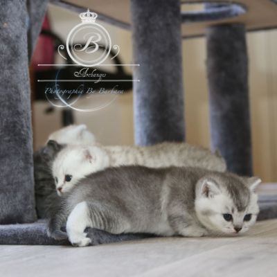 Peanut's of British Archanges